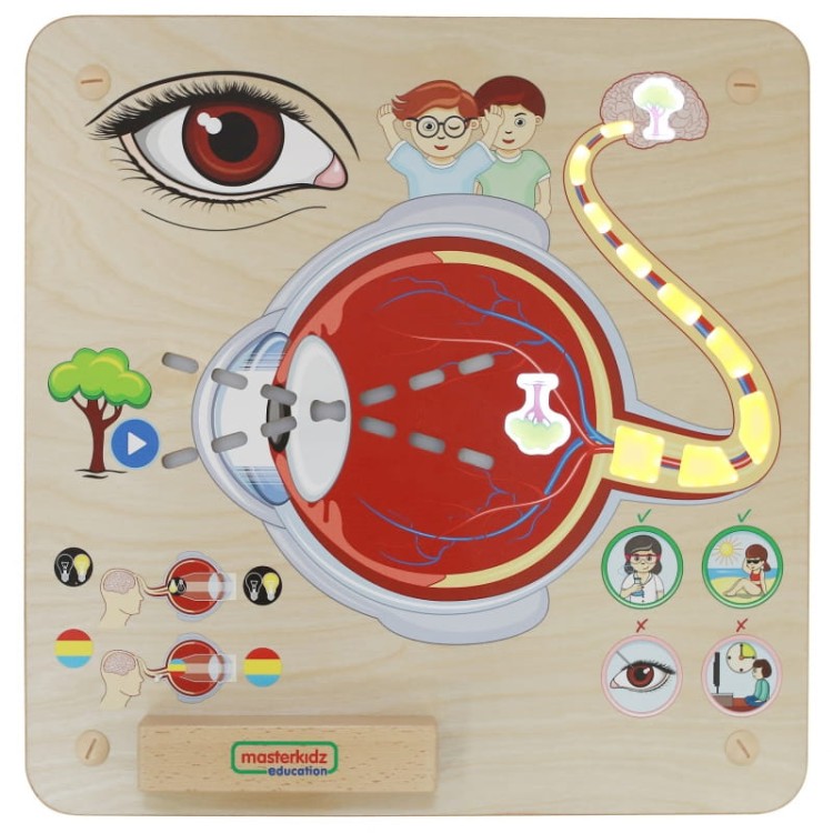 MASTERKIDZ Tablica Edukacyjna Zmysł Wzroku